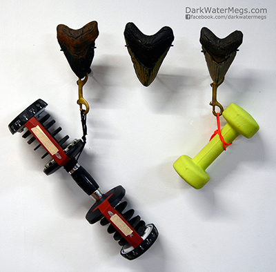 Strong mount for megalodon teeth on wall