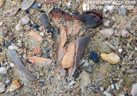 Location Conditions Where Megalodon Tooth Was Found