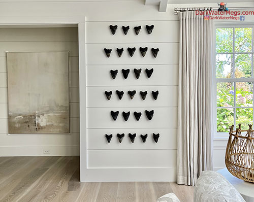 Designer megalodon display wall