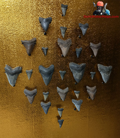 Gold megalodon accent wall