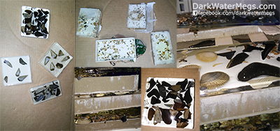 Fossil Shark Tooth Countertop