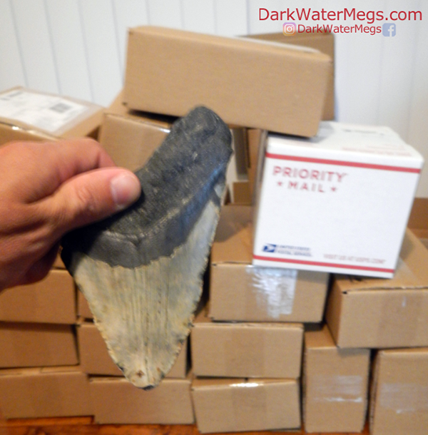 Inernational shipping for megalodon shark teeth